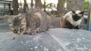 Cats Paseo Costa Canaria