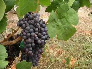 Wine Grape Listan Negro Gran Canaria