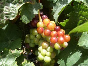 Wine Grape Marmajuelo Gran-Canaria